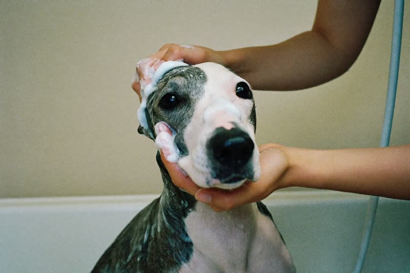 A dog being washed in a grooming bath