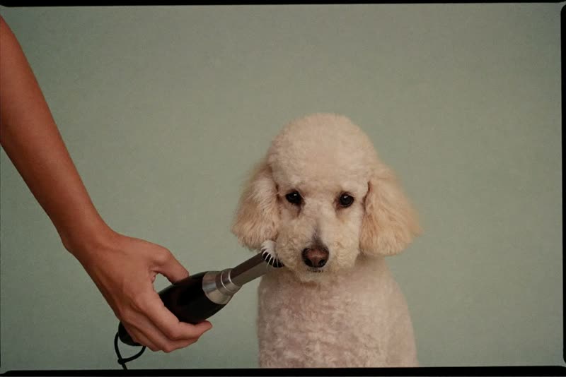 A freshly groomed poodle sitting