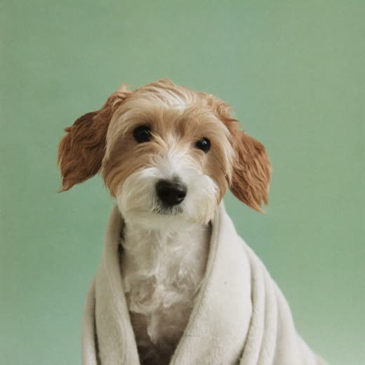 A freshly bathed small terrier