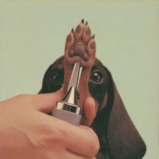A dog's paw having its nails trimmed