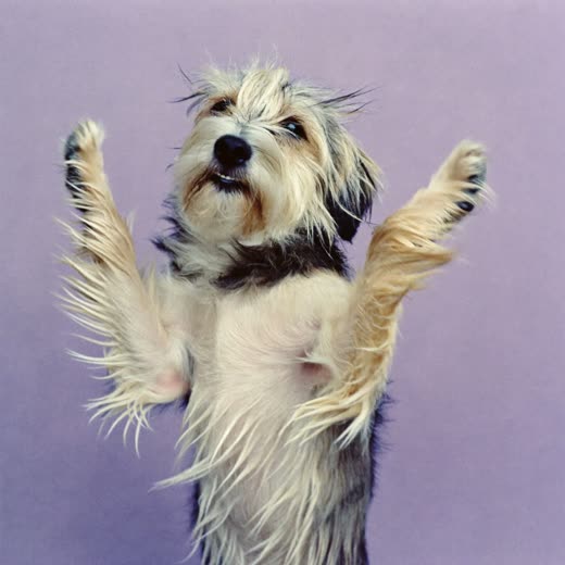 A small dog being blow-dried